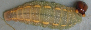 Final Larvae Top of Purple Dusk-flat - Chaetocneme porphyropis